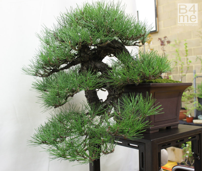 Japanese Black Pine bonsa